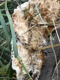 Coriolopsis gallica image