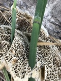 Coriolopsis gallica image