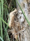 Coriolopsis gallica image