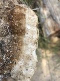 Coriolopsis gallica image