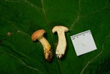 Hydnum mulsicolor image