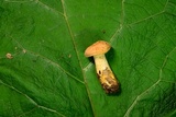 Hydnum mulsicolor image