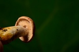 Hydnum mulsicolor image