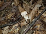 Hydnum mulsicolor image