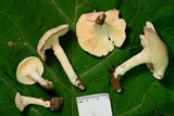 Hygrocybe angustifolia image