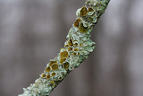 Myelochroa galbina image