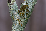 Myelochroa galbina image
