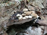 Asterophora lycoperdoides image