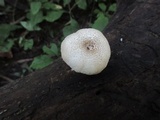 Lentinus tigrinus image