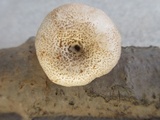 Lentinus tigrinus image