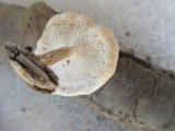 Lentinus tigrinus image