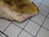 Phylloporus bellus image