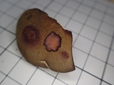 Phylloporus bellus image