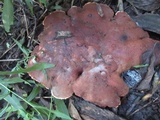 Abortiporus biennis image