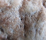 Abortiporus biennis image