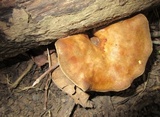 Boletinellus merulioides image