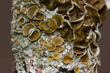 Myelochroa galbina image