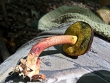Boletellus pseudochrysenteroides image