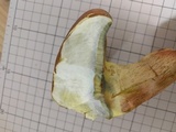 Lanmaoa angustispora image