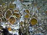 Myelochroa galbina image