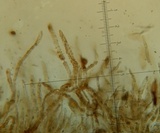 Lanmaoa angustispora image