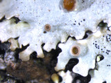 Myelochroa galbina image