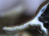 Myelochroa galbina image