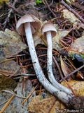 Inocybe hirsuta var. maxima image