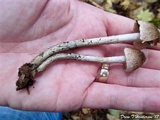 Inocybe hirsuta var. maxima image