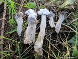 Hypomyces cervinigenus image