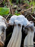 Hypomyces cervinigenus image