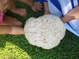 Calvatia craniiformis image