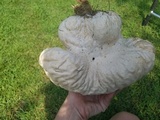 Calvatia craniiformis image