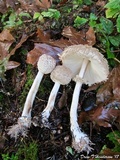 Chlorophyllum olivieri image