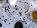 Myelochroa galbina image