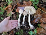 Chlorophyllum olivieri image