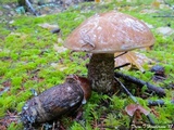Leccinum idahoense image