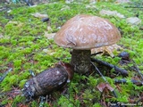 Leccinum idahoense image