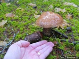 Leccinum idahoense image