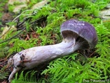 Cortinarius iodes image