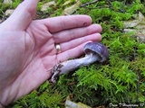 Cortinarius iodes image