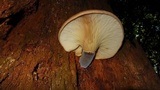 Tapinella atrotomentosa image