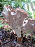 Jahnoporus hirtus image