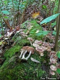 Armillaria solidipes image