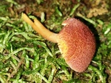 Tricholomopsis flammula image