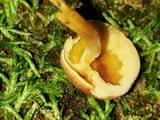 Tricholomopsis flammula image