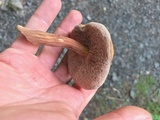 Austroboletus gracilis var. flavipes image