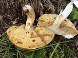 Xanthoconium affine image