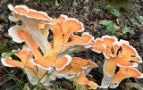 Laetiporus cincinnatus image