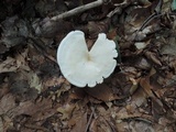 Leucopaxillus giganteus image